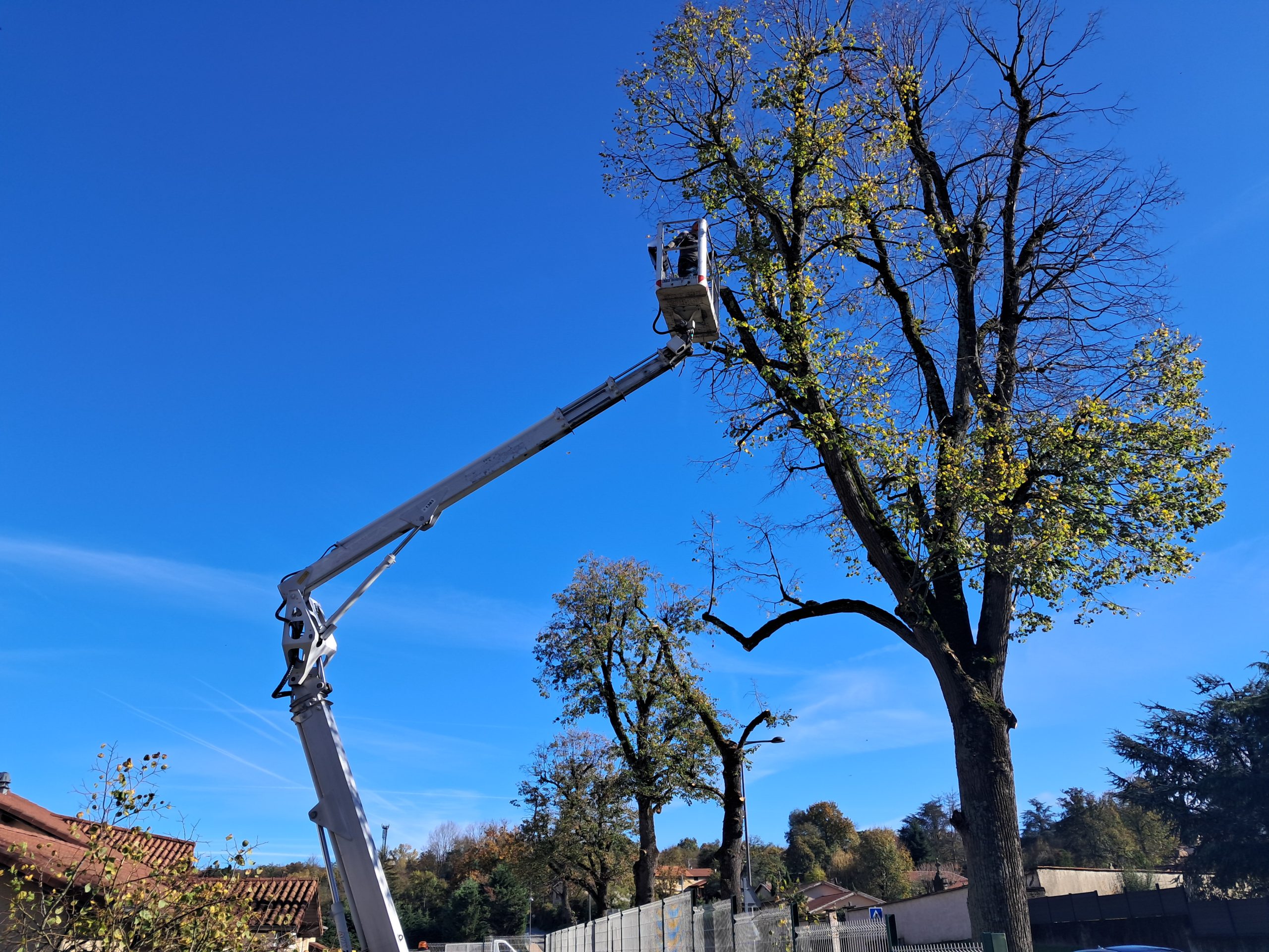 élagage d’arbres et arbustes à Lyon